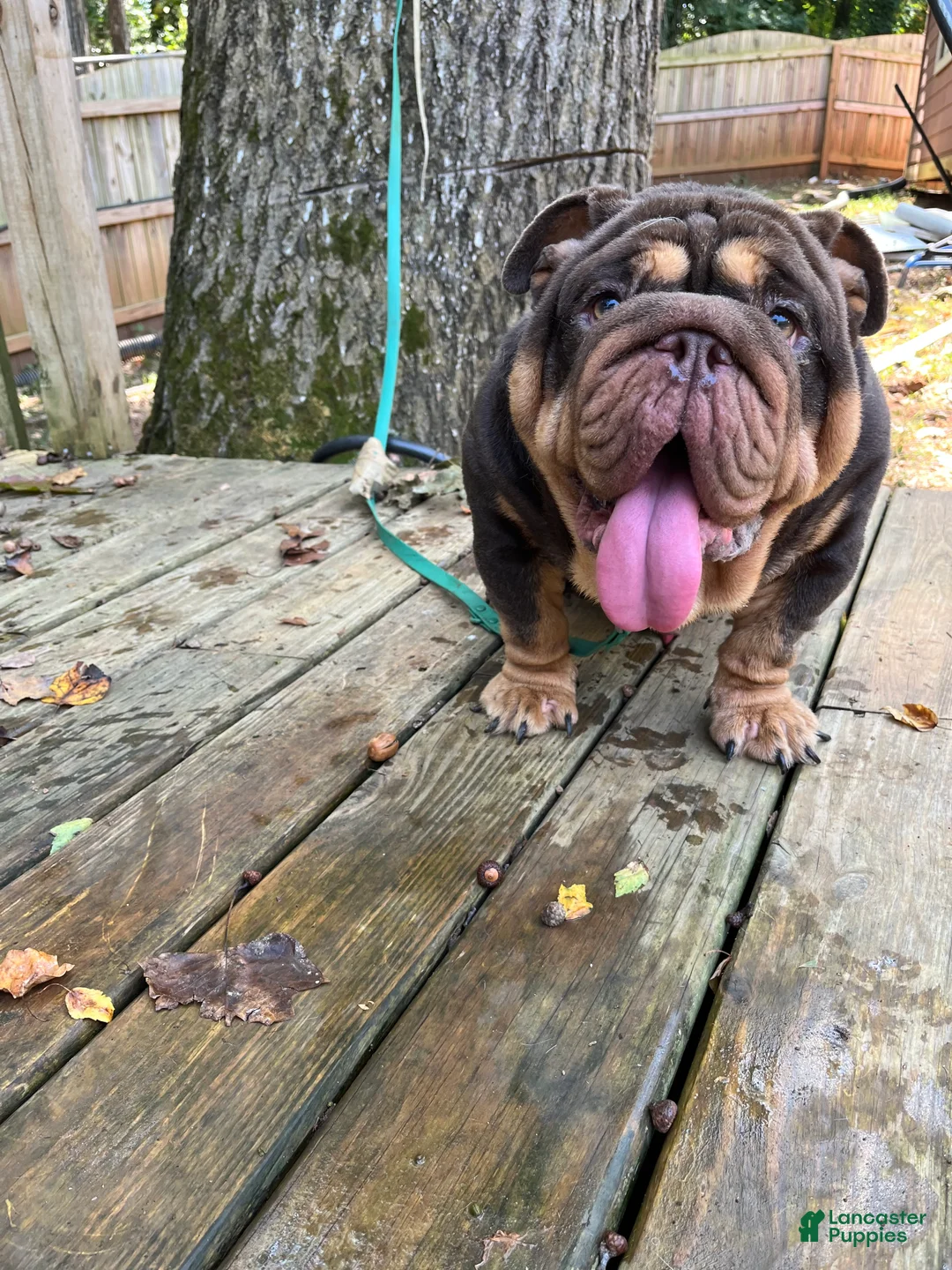 Gallery Image {{count}}