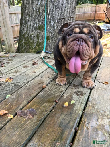 Gallery Image {{count}}