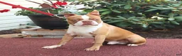 Boston Terrier dogs for sale: Whisper - Ad 7