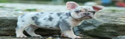 French Bulldog dogs for sale: Spencer 🐾 - Ad 18