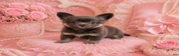 Chihuahua dogs for sale: Teacup Chihuahua 1 - Ad 2