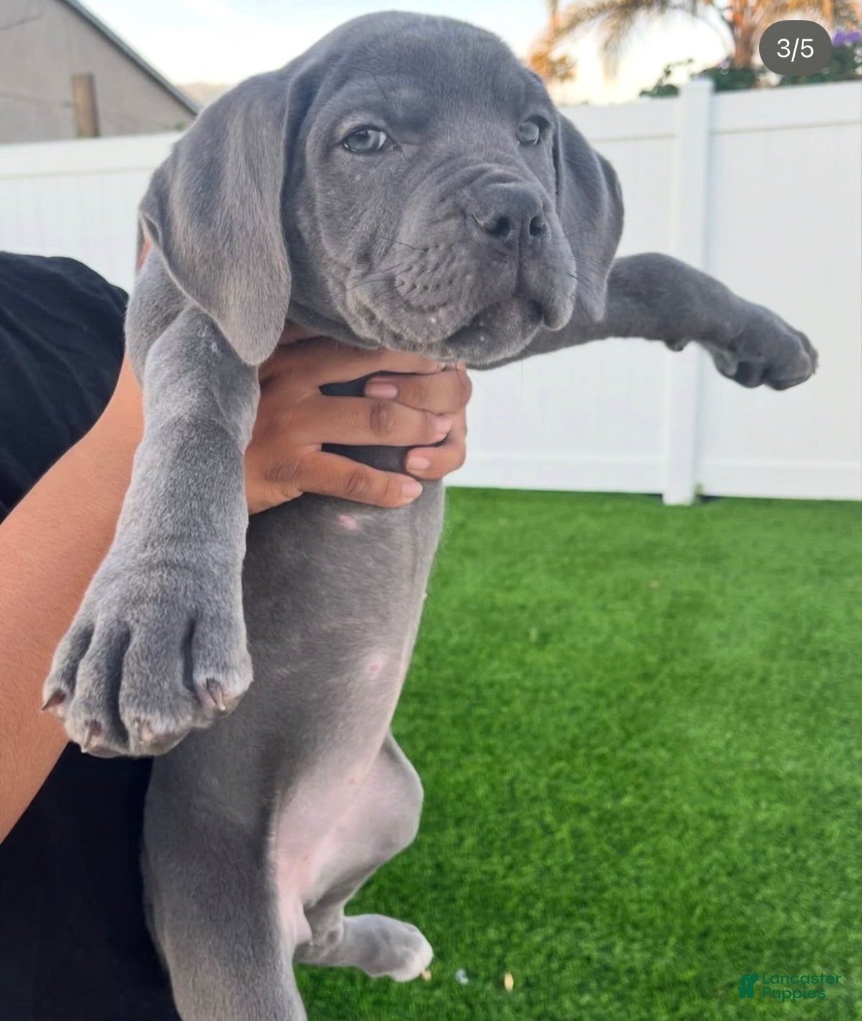 Cane Corso dogs for sale: Rose - Ad 2