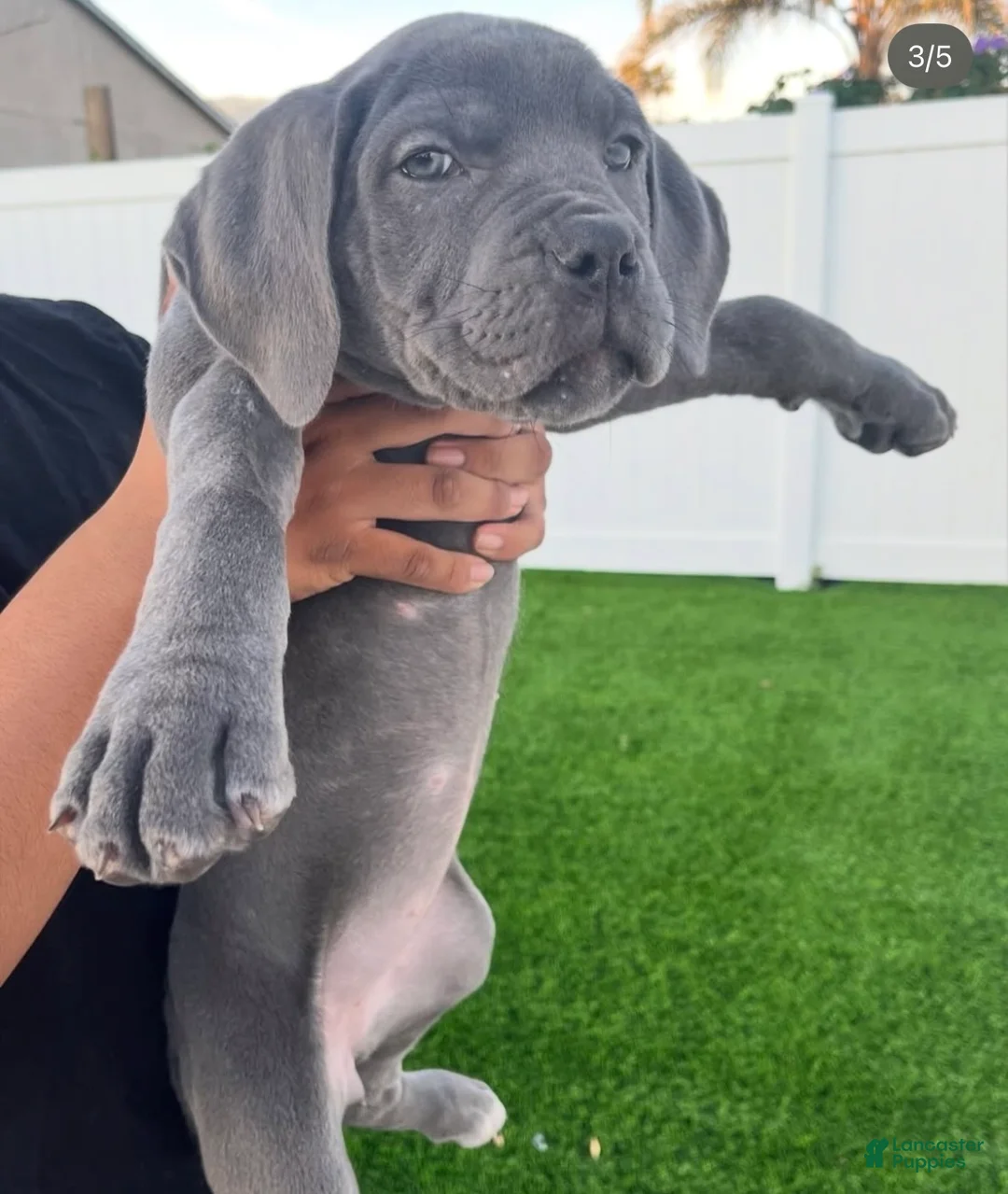 Cane Corso dogs for sale: Rose - Ad 1