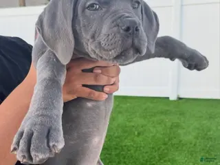 Cane Corso dogs for sale: Rose - Ad 2