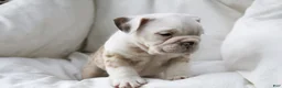 English Bulldog dogs for sale: Konig - Ad 5