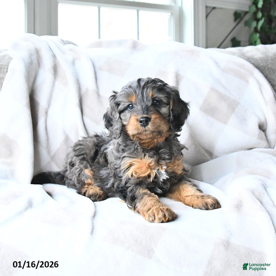 Cavapoo dogs for sale: Cody - Ad 1