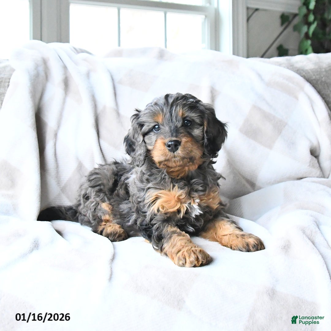 Cavapoo dogs for sale: Cody - Ad 1