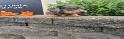 Miniature Dachshund dogs for sale: Petunia - Ad 14