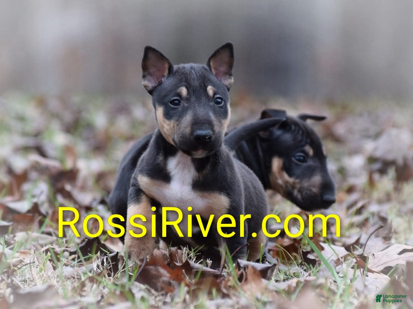 Miniature Bull Terrier dogs Miniature Bull Terrier 1 - Ad 4