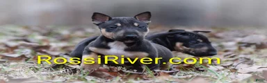 Miniature Bull Terrier 1