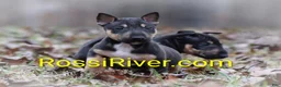 Miniature Bull Terrier dogs for sale: Miniature Bull Terrier 1 - Ad 1