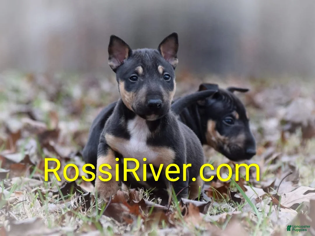 Miniature Bull Terrier dogs for sale: Miniature Bull Terrier 1 - Ad 1