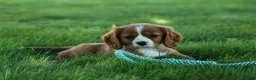 Cavalier King Charles Spaniel dogs for sale: Frankie 🐶 - Ad 11