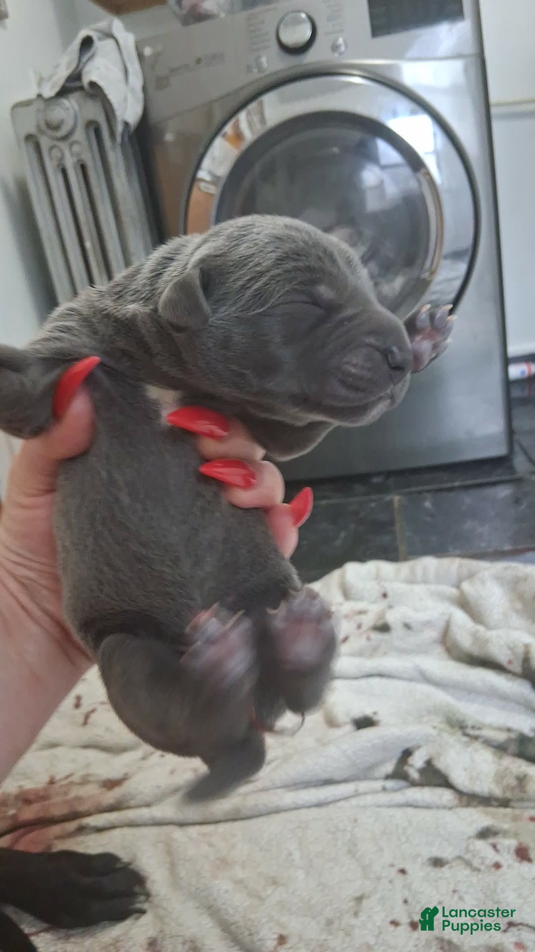 Great Dane dogs Great Dane Puppy 2 - Ad 21