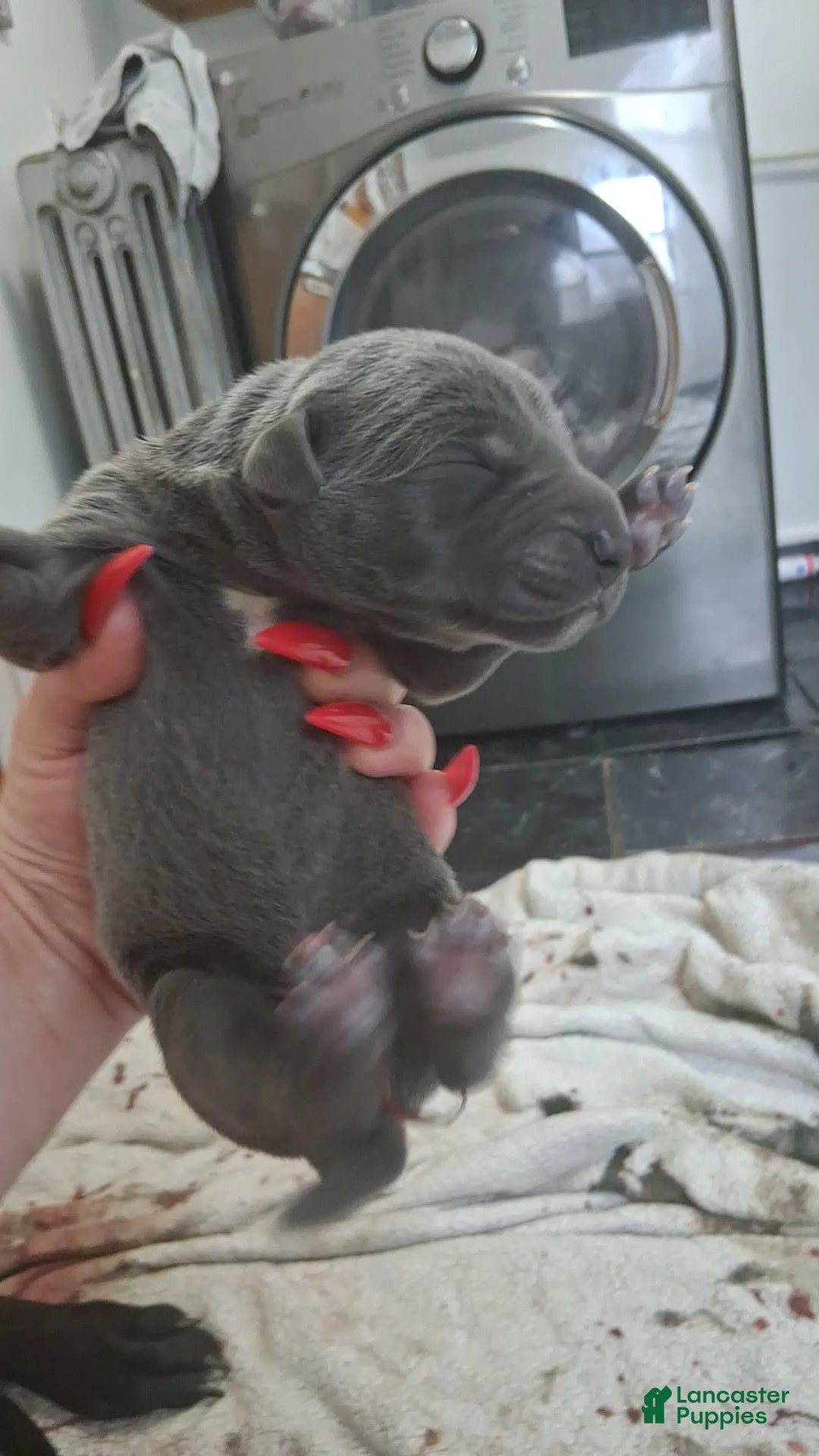 Great Dane dogs for sale: Great Dane Puppy 2 - Ad 1