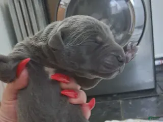 Great Dane dogs Great Dane Puppy 2 - Ad 21