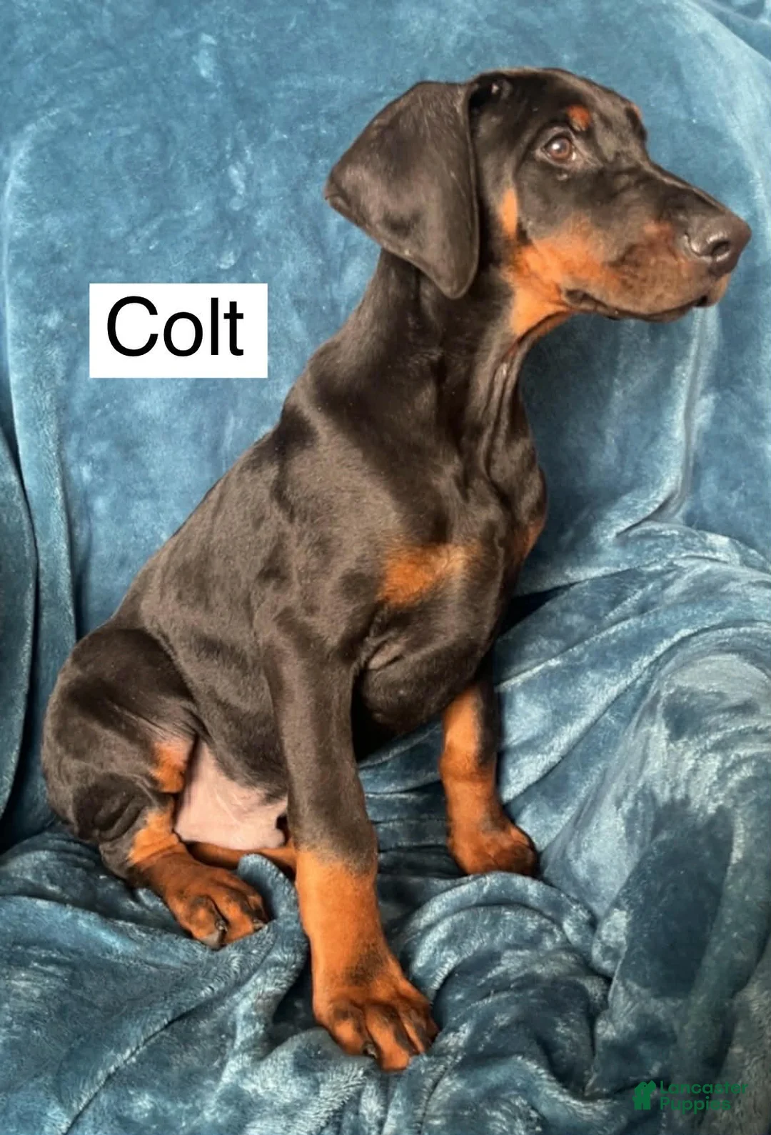 Doberman Pinscher dogs for sale: Colt - Ad 3