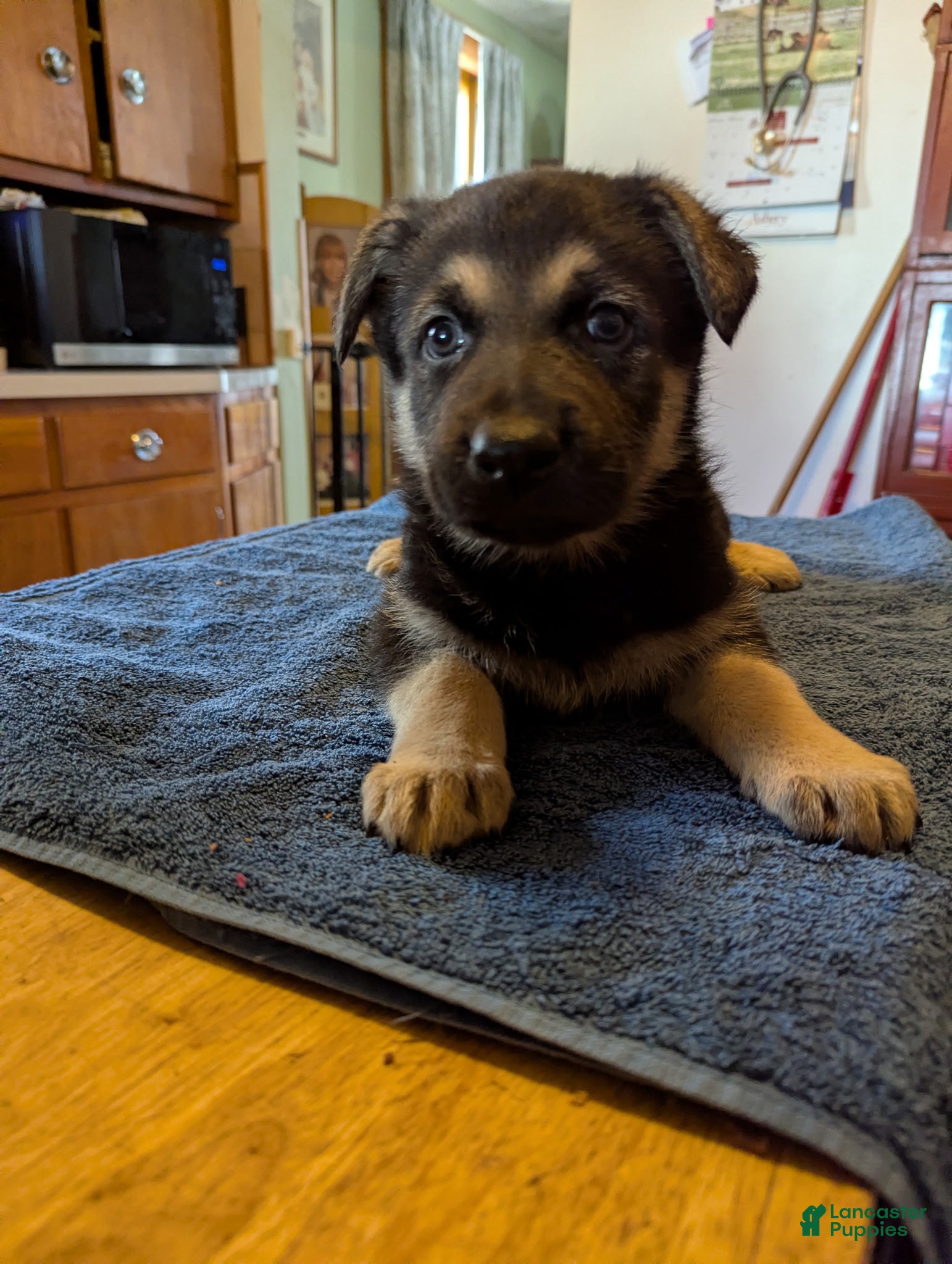 German Shepherd dogs for sale: German Shepherd Puppy 1 - Ad 2