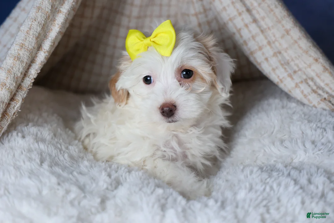 Havapoo dogs for sale: FRANNY - Ad 8