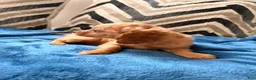 Cavapoo dogs for sale: Puppy 2 - Ad 3