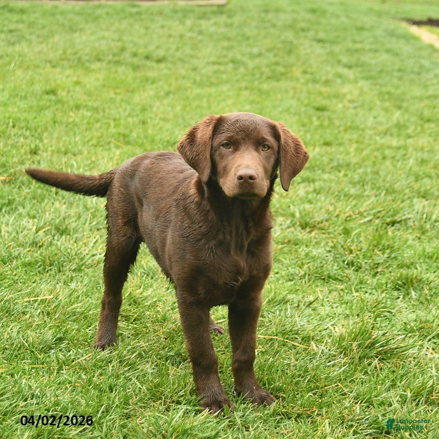Labrador Retriever dogs Joyce  - Ad 2