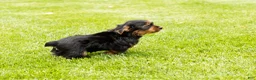 Yorkshire Terrier dogs for sale: Myran  - Ad 9