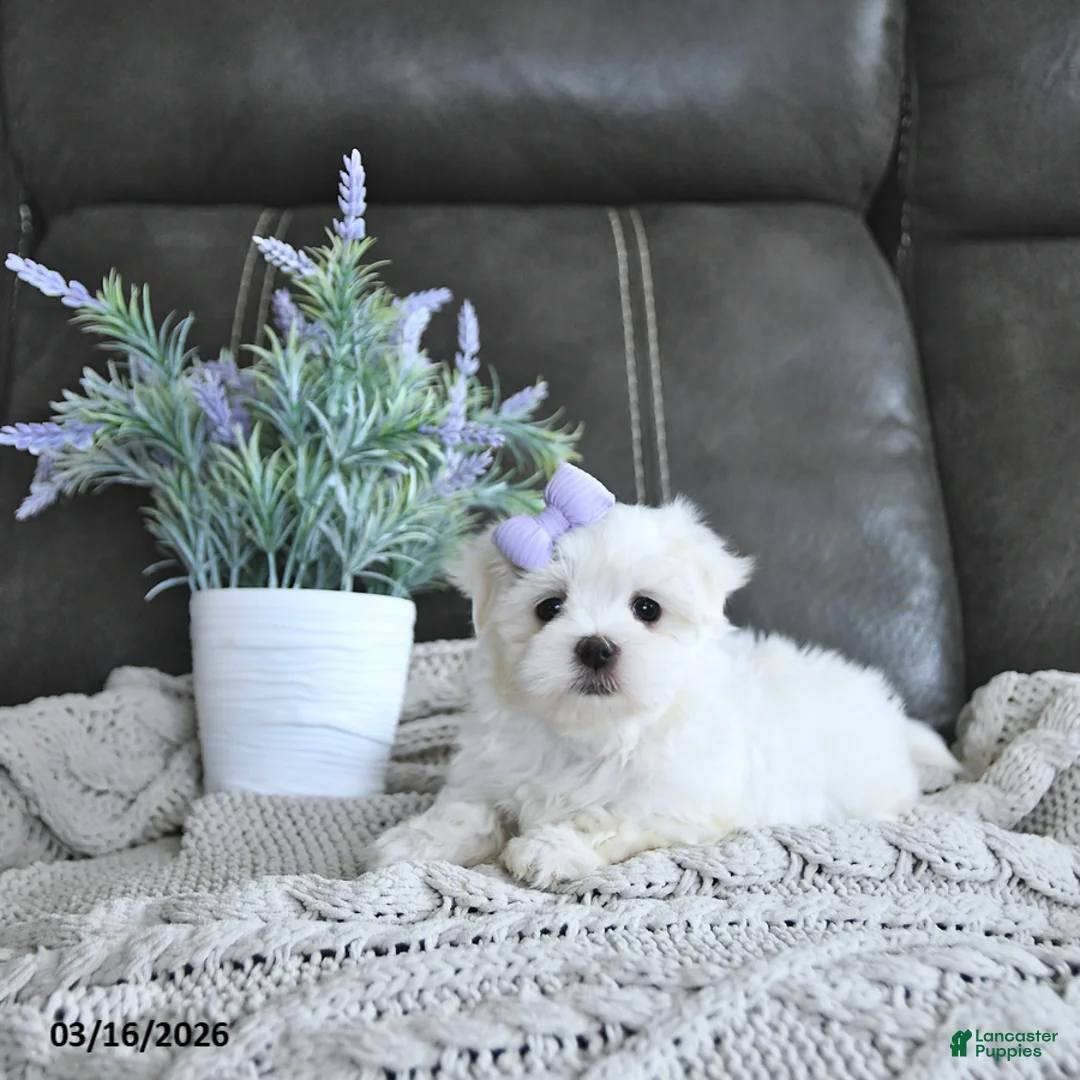 Maltese dogs for sale: Brinnley EXTRA SMALL - Ad 2