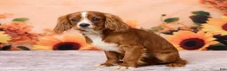 Cavalier King Charles Spaniel dogs for sale: Clyde - Ad 5