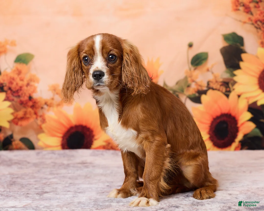 Cavalier King Charles Spaniel dogs for sale: Clyde - Ad 5