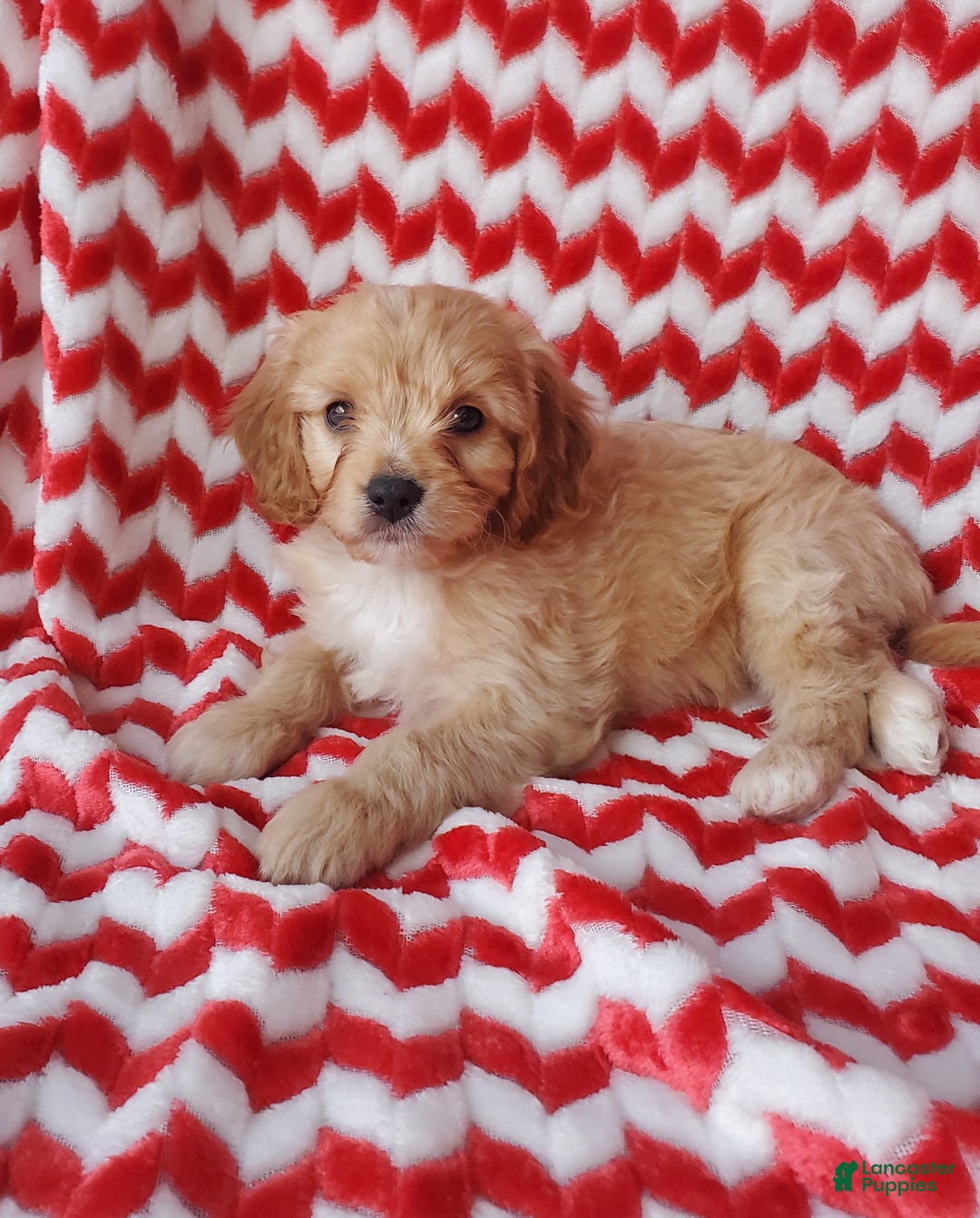 Cavachon dogs for sale: Taffy - Ad 3