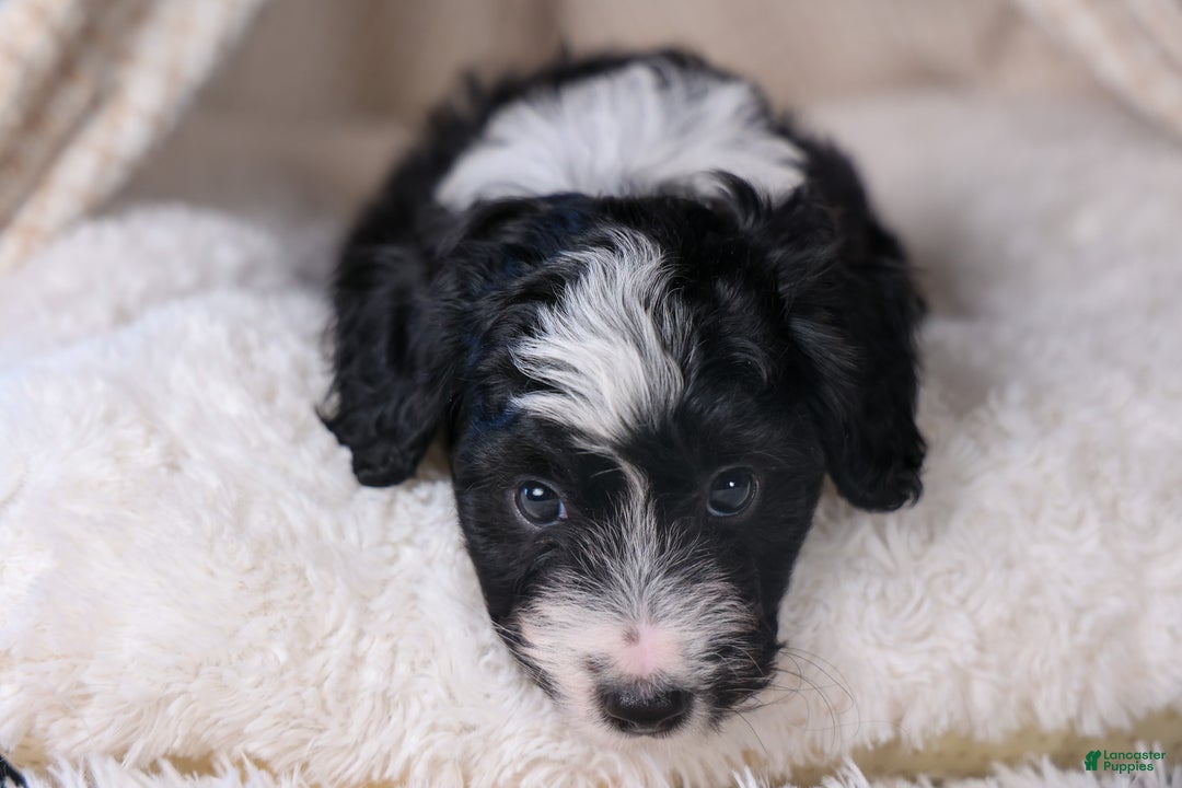 Mini Aussiedoodle dogs for sale: Payday - Ad 22