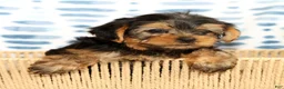 Yorkshire Terrier dogs for sale: Addy - Ad 3