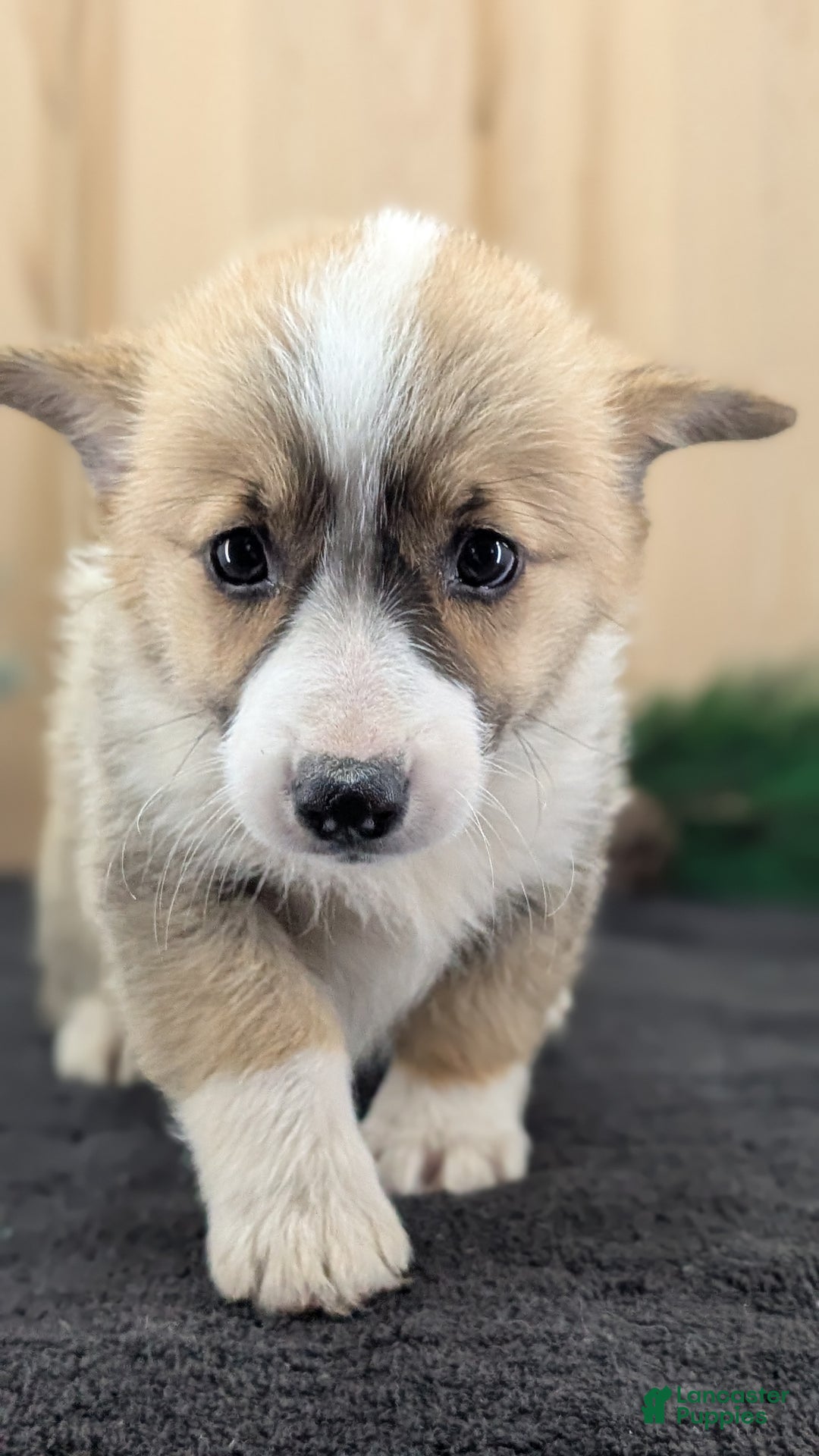 Welsh Corgi Pembroke dogs for sale: Sophie - Ad 6