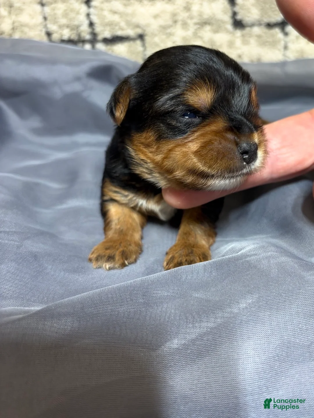 Yorkshire Terrier dogs for sale: Yorkshire Terrier 2 - Ad 2