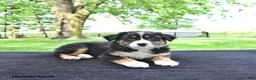 Australian Shepherd dogs for sale: Dakota - Ad 4