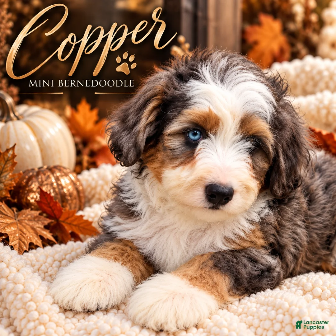 Mini Bernedoodle dogs for sale: Frankie  - Ad 2