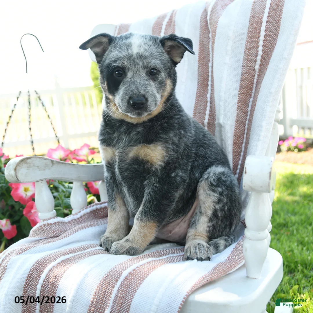 Australian Cattle Dog dogs for sale: Benji - Ad 1