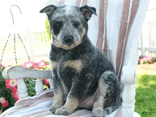 Australian Cattle Dog dogs for sale: Benji - Ad 2