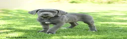 Cane Corso dogs for sale: Scott - Ad 3