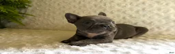 French Bulldog dogs for sale: Blue Bell - Ad 3