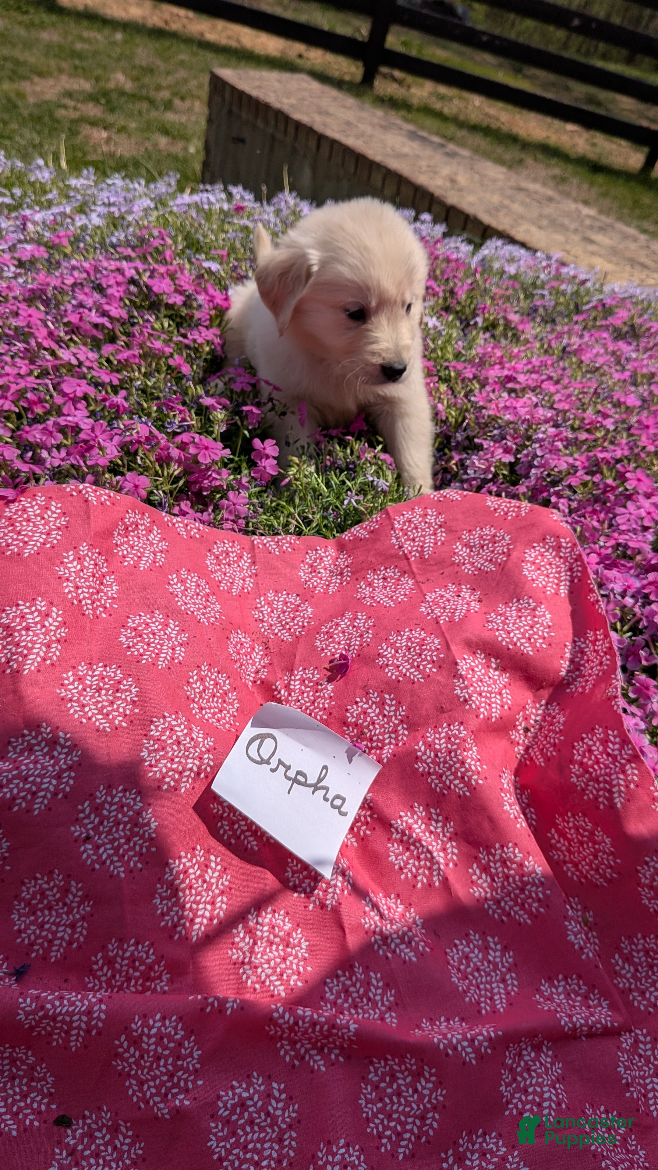 Golden Retriever dogs Orpha, AKC - Ad 1