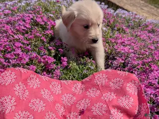 Golden Retriever dogs for sale: Orpha, AKC - Ad 3