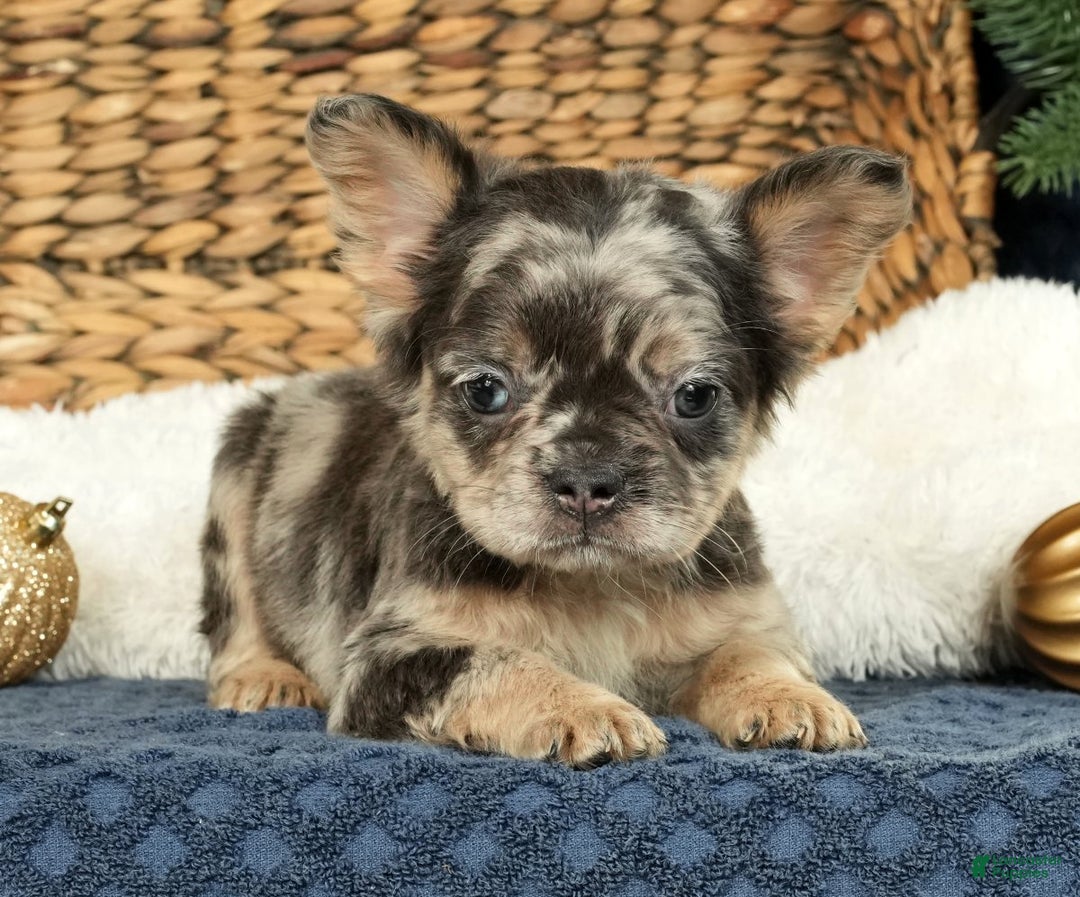 French Bulldog dogs for sale: Ashley - Ad 4