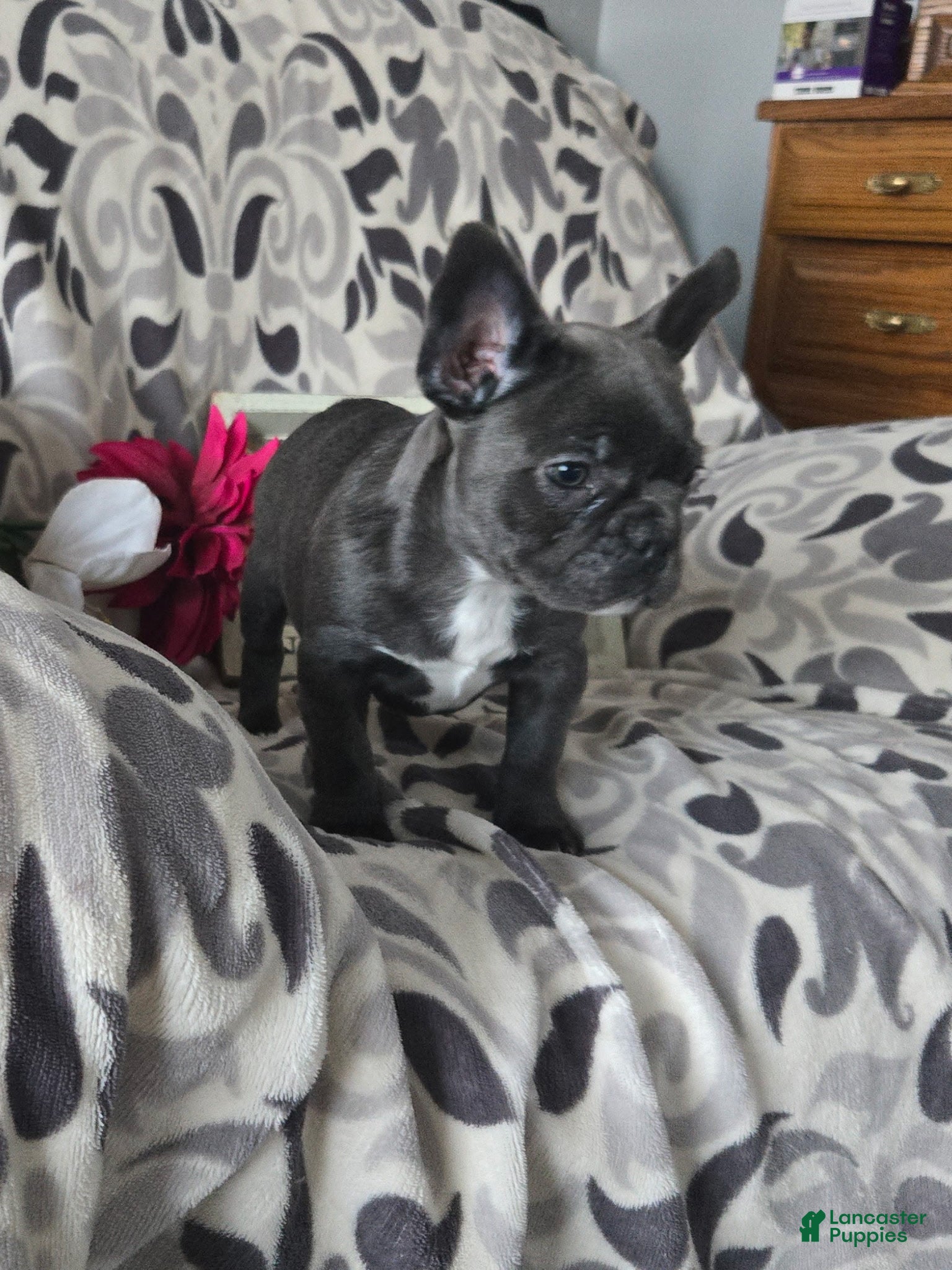 Frenchton dogs Timothy  - Ad 2