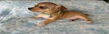 Chihuahua 2
