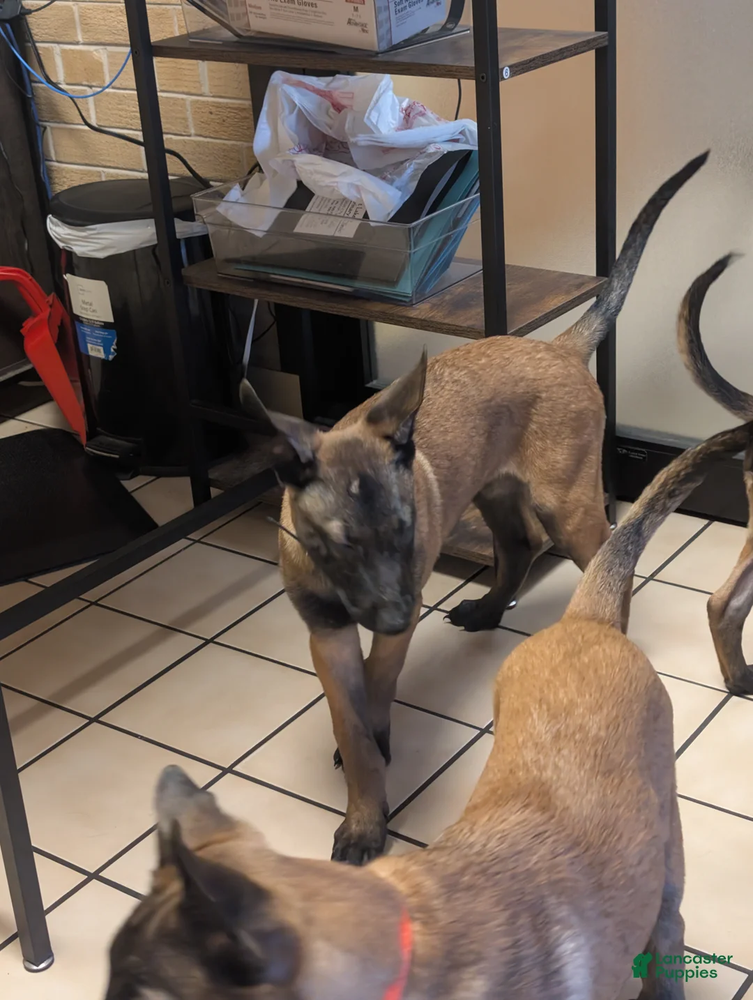 Belgian Malinois dogs for sale: Belgian Malinois 3 - Ad 1