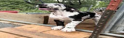 Great Dane dogs for sale: Pat Benatar - Ad 5