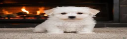 Maltese dogs for sale: Tucker - Ad 1