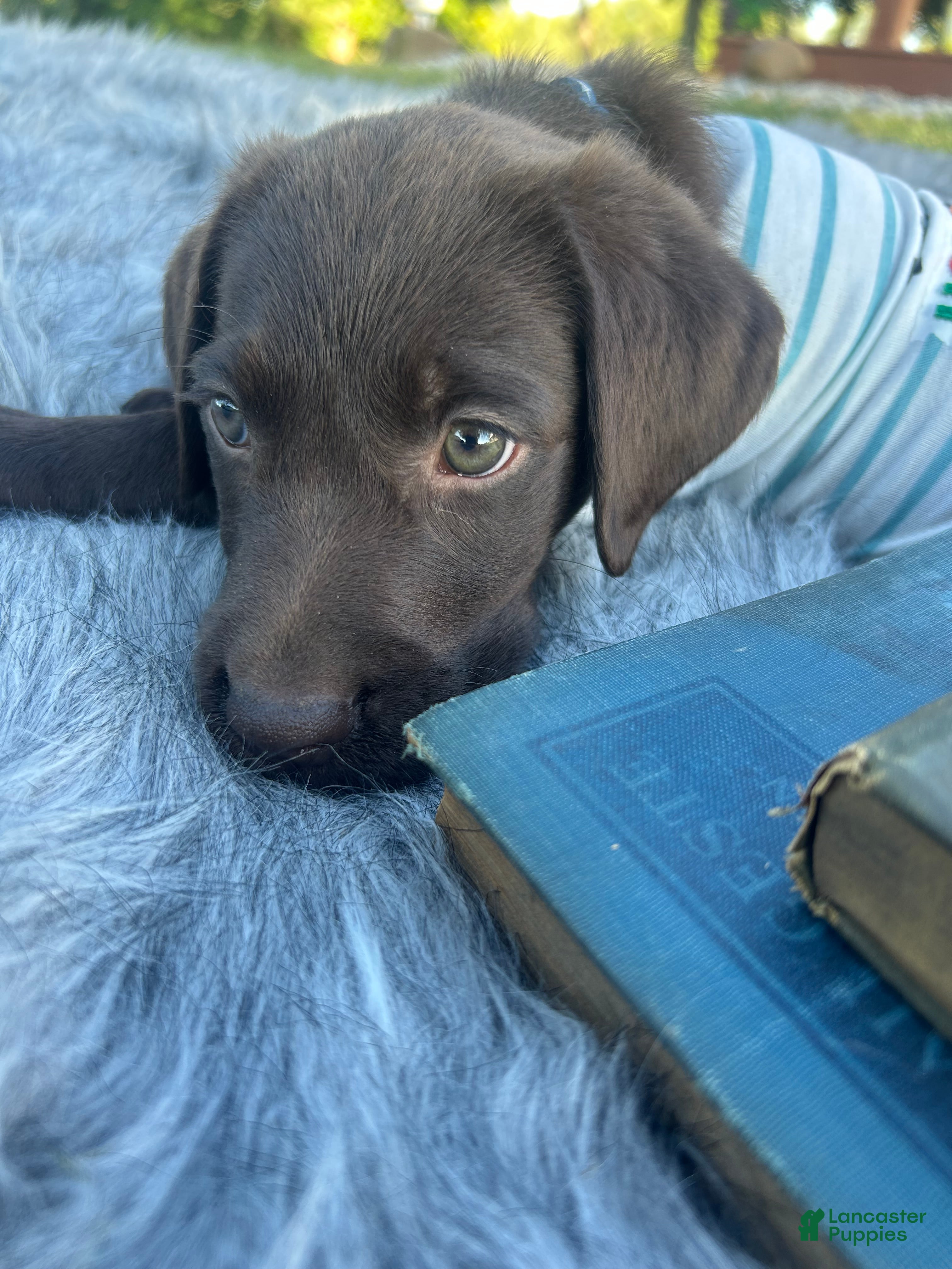 Labrador Retriever dogs Labrador Retriever star - Ad 2