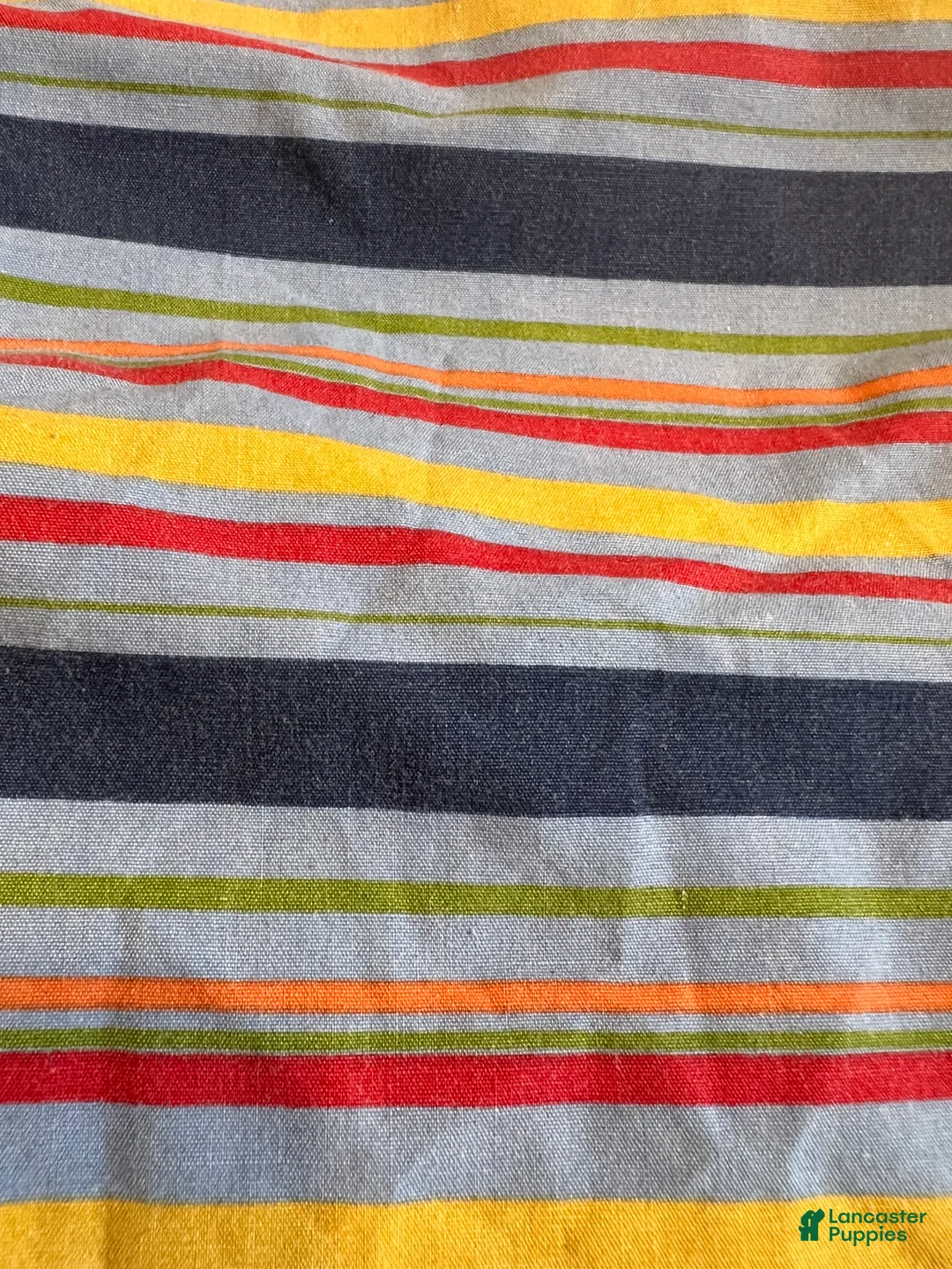 Cavalier King Charles Spaniel dogs for sale: Cavalier King Charles Spaniel Puppy 4 - Ad 3